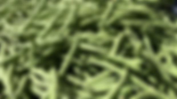 Green beans_Wallpaper August 2024