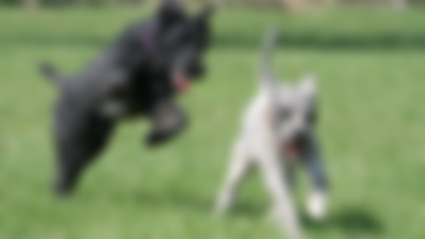 Pure Joy_Wallpaper August 2024