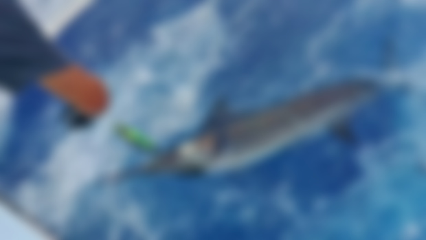 My 1st Blue Marlin! Surfs on fire! 