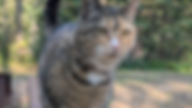 🐈😁