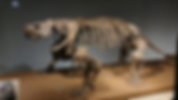 Field Museum Mega Dump 23