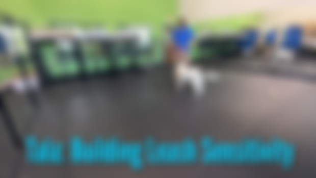 Look, Leash, Treat - Leash Sensitivity