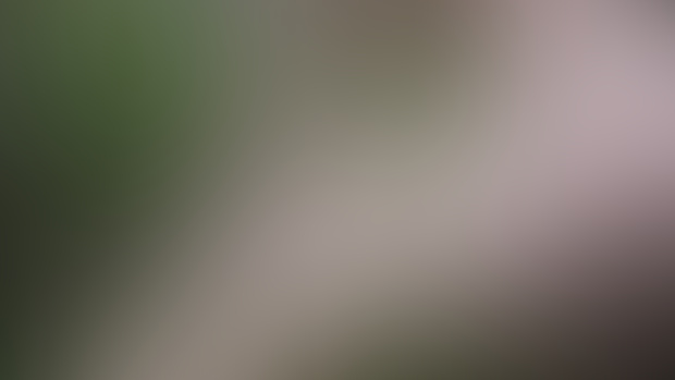 Forest Floor