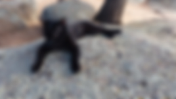 PHOTOS/264 - Go nuts on Ninja's nuts