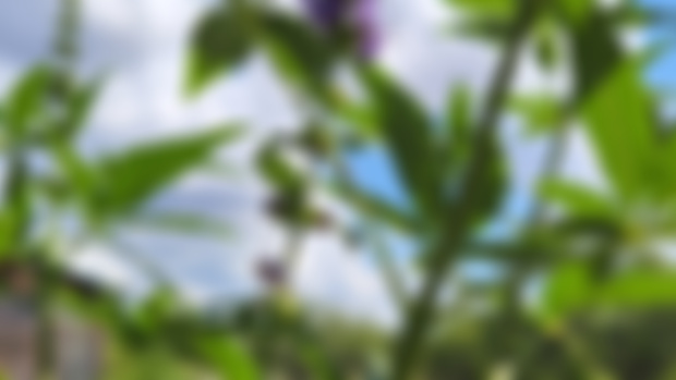 Live today 2pm cst AMA