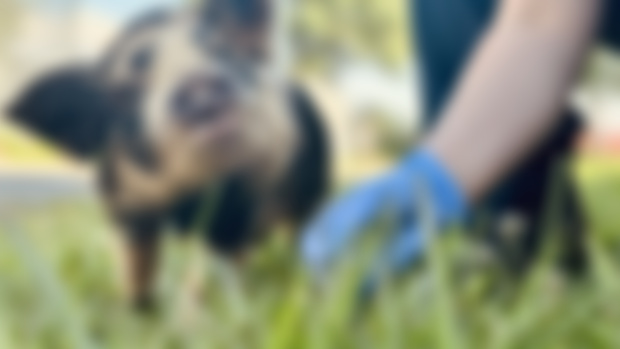 Patreon Exclusive: Georgio Update