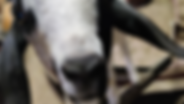RANDOM MUSINGS: I guess I Have a Pet Goat Now