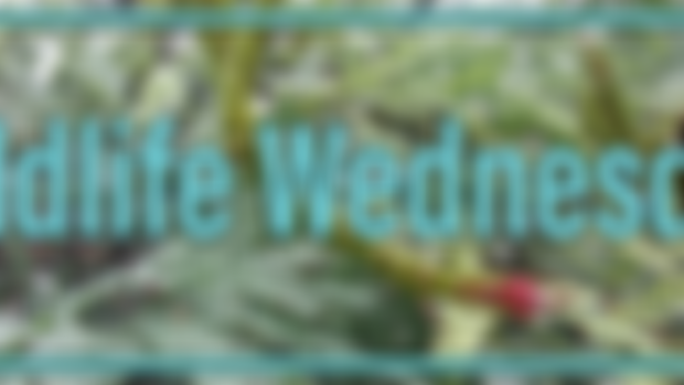 Wildlife Wednesday | Ocotillo
