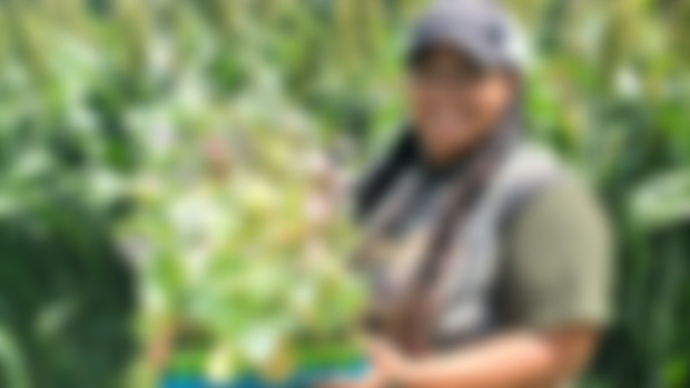 August - Collards