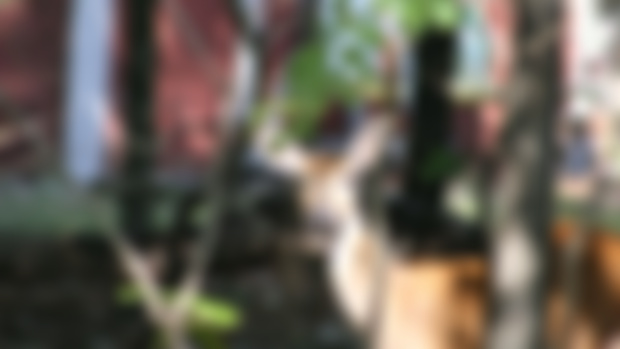Deer in Oklahoma_Wallpaper