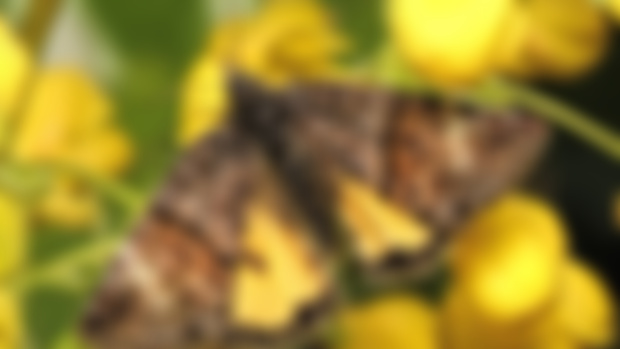 Crawlies with Cri - Annaphila mcfarlandi Moth