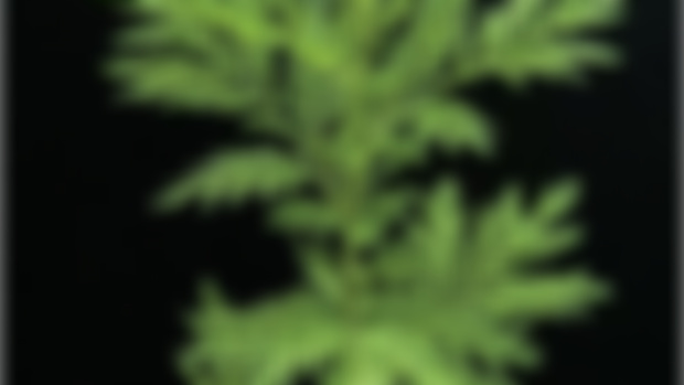 Artemisia For Vomiting, Crohn's Disease, Menstruation + Malaria