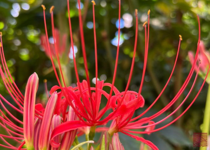 SPIDER LILY: A SYMBOL OF LIFE AND DEATH | Patreon