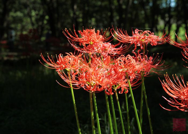 SPIDER LILY: A SYMBOL OF LIFE AND DEATH | Patreon