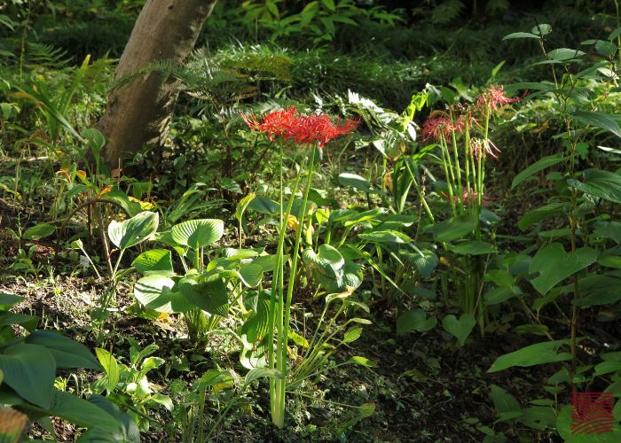 SPIDER LILY: A SYMBOL OF LIFE AND DEATH | Patreon