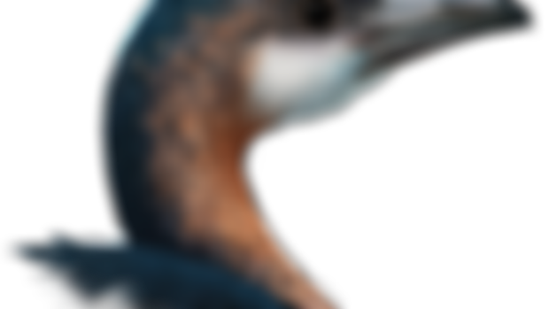 Young Hesperornis sketch