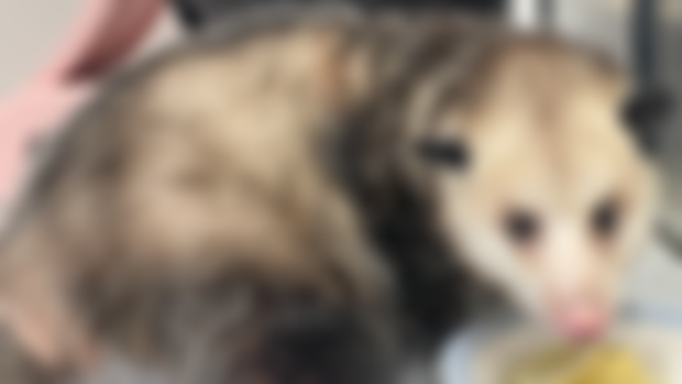 Lucy the Opossum!
