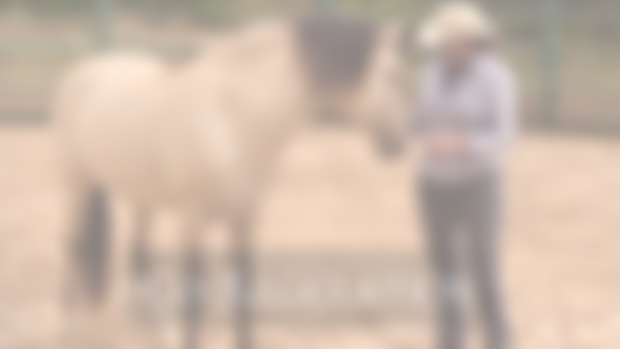 Understanding Co-Regulation - The Horse-Human dynamic.