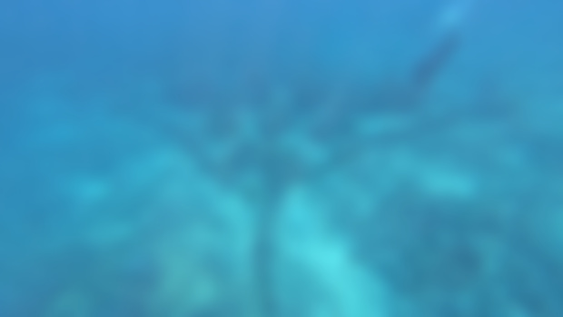 Big Ass Manta Ray