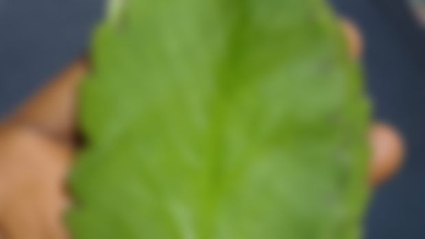 Miracle Leaf