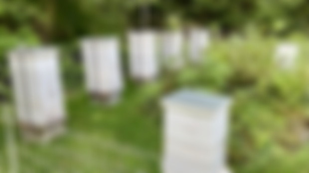 Honey Harvest & New Business