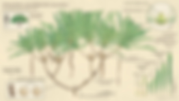 The life appearance of Wielandiella angustifolia