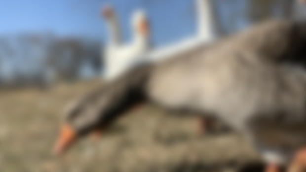 Pilgrim Goose Wallpaper