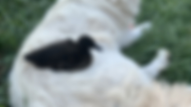 Safest bird at the sanctuary 