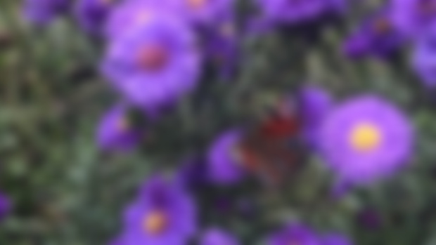 Aster references with butterflies and bees 🐝🦋