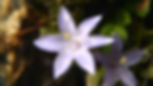 Campanula arvatica