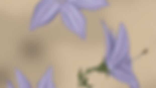 Campanula arvatica - por Leire García