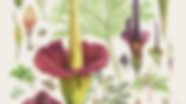 Amorphophallus