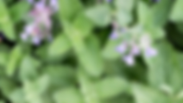 Homemade Gripe Water for Colic + Gas