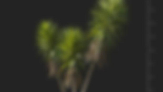 Plants Tree SketchUp by Henry Tran 