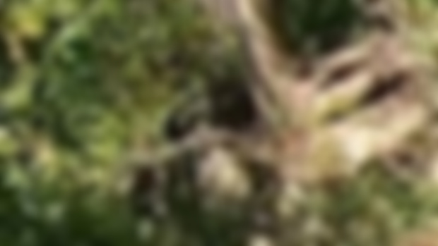 What is this? From our latest Bigfoot Recon trip.