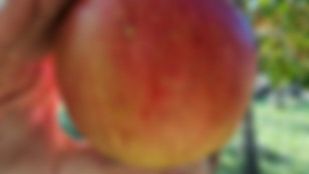 in apple season –