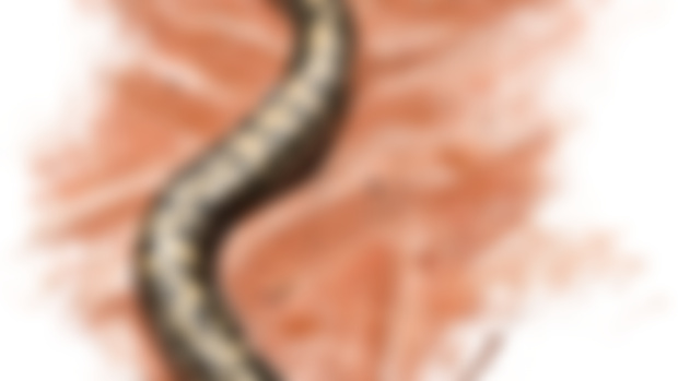 Kenyan sand boa sketch