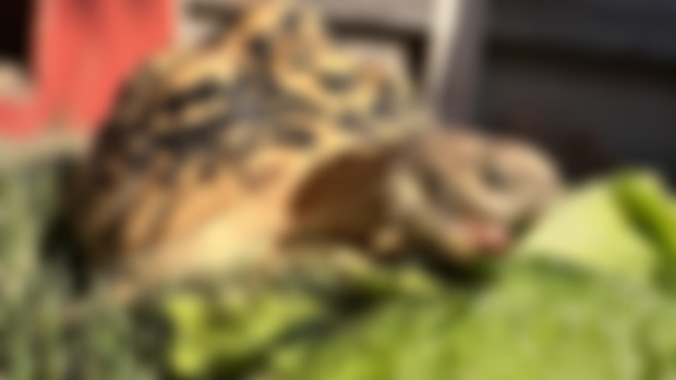 EARLY ACCESS! Narbc expo and visiting a tortoise breeder!