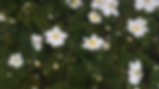 Eriocapitella vitifolia / grape- leaved anemone 