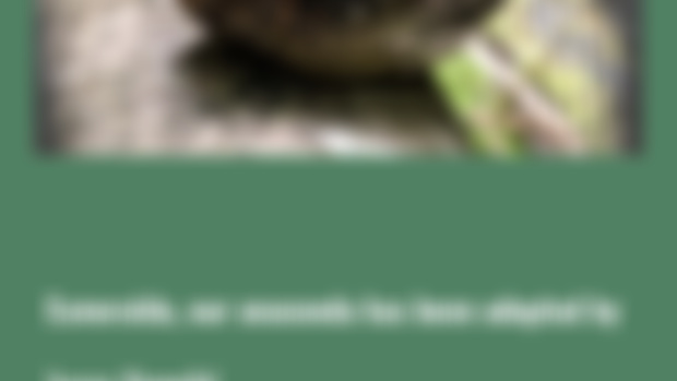 Esmeralda the Anaconda
