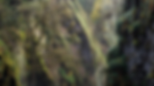 Images from latest video