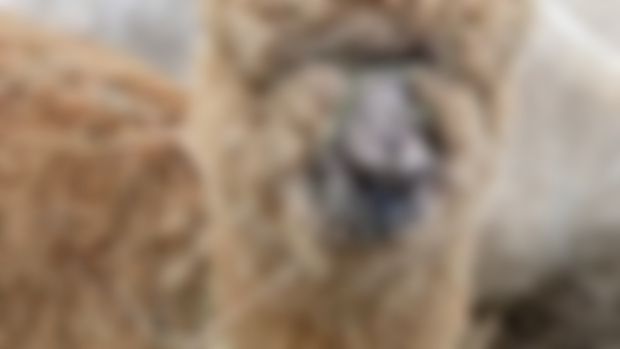 Lamb’s wool, Kid mohair, Baby alpaca