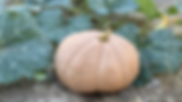 Early Drafts: The Best Pie Pumpkin?