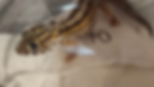 Quick look at new rare geckos 
