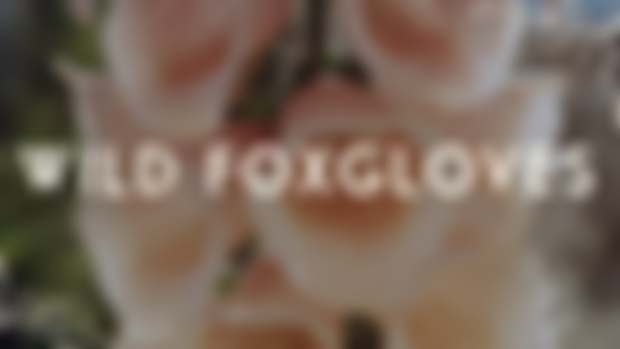 Wild Foxgloves: November Print Shop Codes!