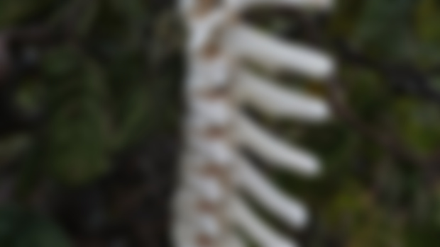Articulated Wolf Spinal Column 