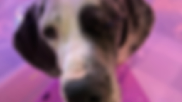 Rosie’s eye socket 