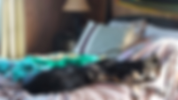 Bonus Caturday Festivities