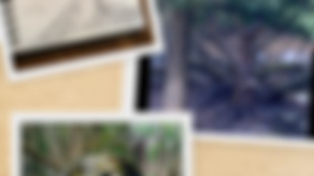 Patron Showcase~ ‘Branches’