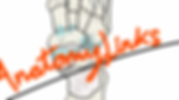 Spinal Engine Training Concepts Video 